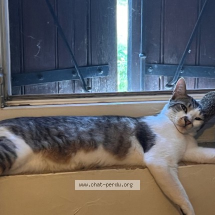 Photo de chat perdu à Saix