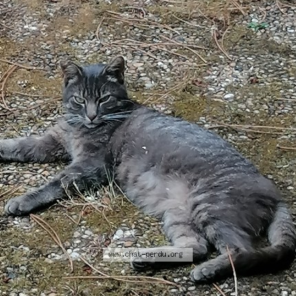 Photo 2/3 Peyo Chat perdu à Pessac