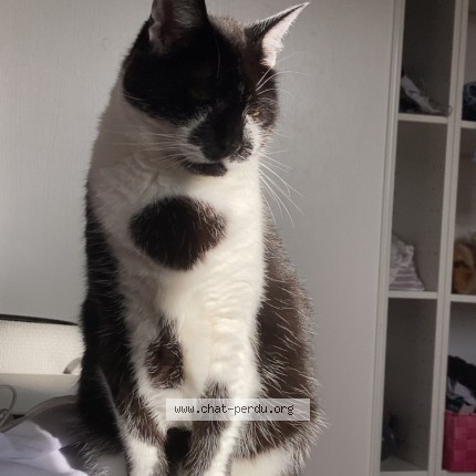 Photo 1/1 mignonne Chat perdu à Biscarrosse
