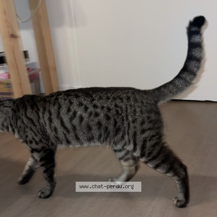 Photo de chat trouvé à Crevecoeur Le Grand