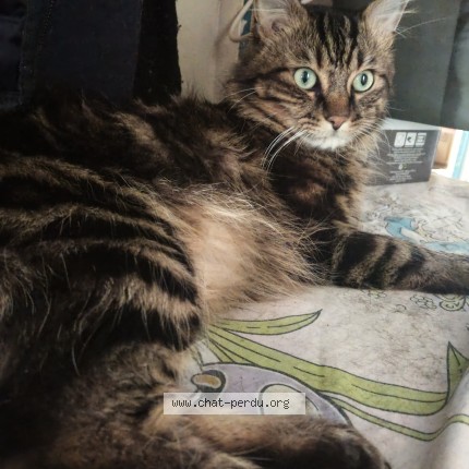 Photo 1/3 Tigrou Chat perdu à Epernay