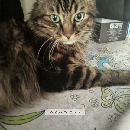 Photo 2/3 Tigrou Chat perdu à Epernay