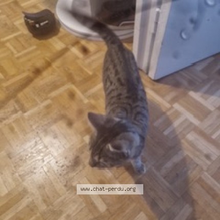 Photo de chat trouvé à Paris
