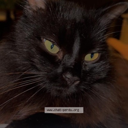Photo de chat perdu à Parentis En Born