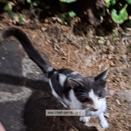 Photo 1/1 Chat trouvé Trouvé à Bonchamp Les Laval