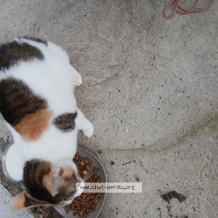 Photo de chat trouvé à Gauchin Verloingt