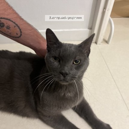 Photo 1/1 Chat retrouvé Trouvé à Nantes