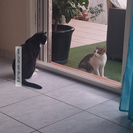 Photo 1/2 Chat trouvé Trouvé à Beziers
