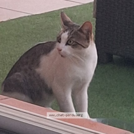 Photo 2/2 Chat trouvé Trouvé à Beziers