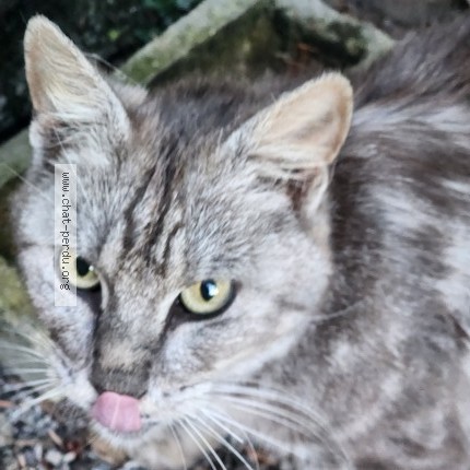 Photo de chat trouvé à Maroilles