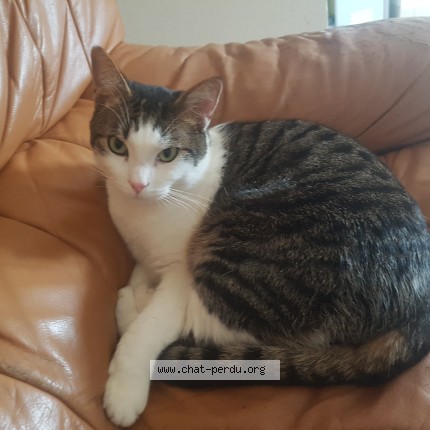 Photo de chat perdu à Quesmy