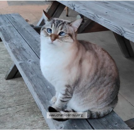 Photo de chat perdu à Orx