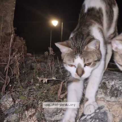 Photo 3/3 Filou Chat perdu à Montceaux Les Provins