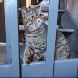Cachou