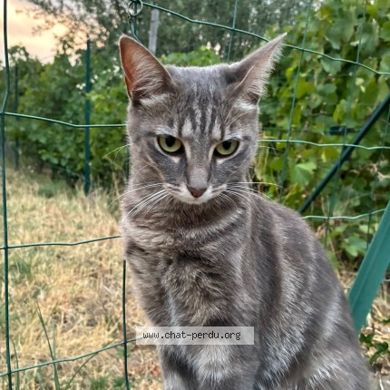 Photo de chat perdu à Rive De Gier