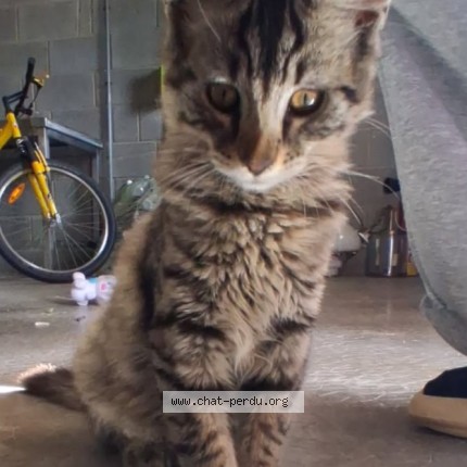 Photo 1/1 billy Chat perdu à Compiegne