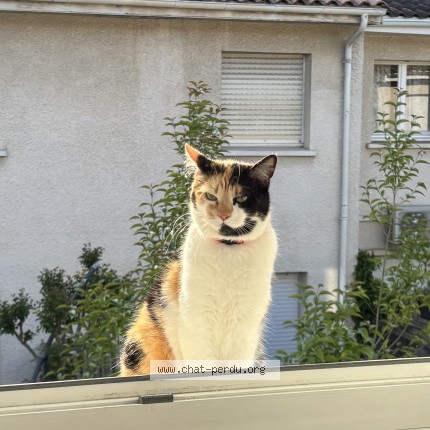 Photo de chat perdu à Bordeaux