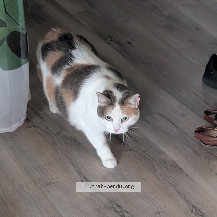 Photo de chat perdu à Ste Agnes