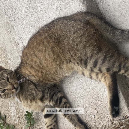 Photo 1/1 Chat trouvé Trouvé à Isle Jourdain
