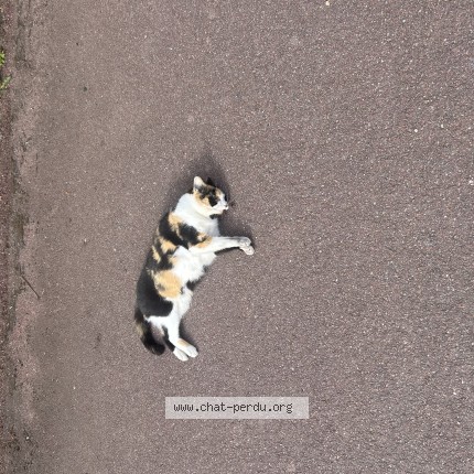 Photo de chat trouvé à Limoges