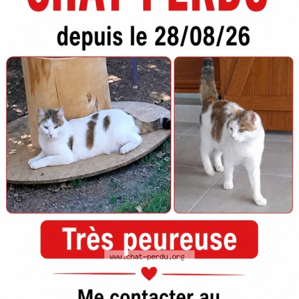 Photo de chat perdu à Ussel