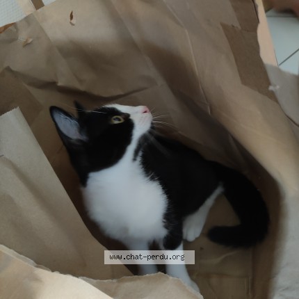 Photo 1/1 Chat trouvé Trouvé à Villeurbanne