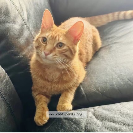 Photo 1/1 Garfield ou gaga Chat perdu à Torcy