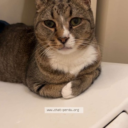 Photo de chat perdu à Issy Les Moulineaux