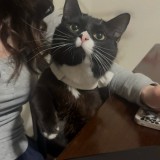 Darcy