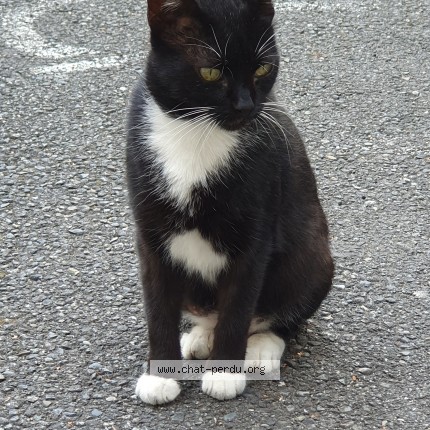 Photo 1/1 Chat trouvé Trouvé à Bayonne