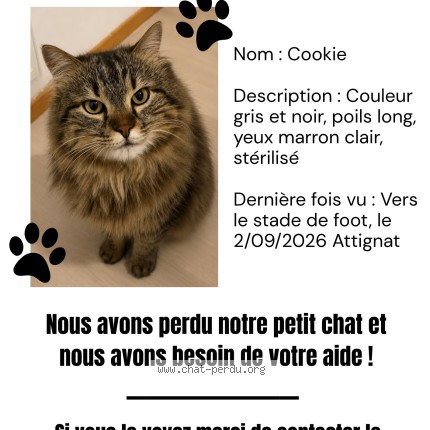 Photo 1/1 cookie Chat perdu à Attignat