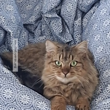 Photo de chat perdu à Saintes