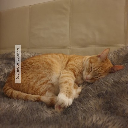 Photo de chat perdu à Le Chesnay Rocquencourt