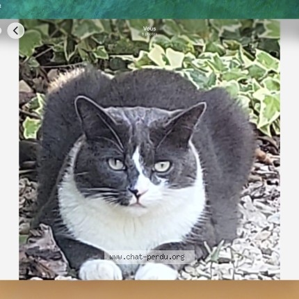 Photo de chat perdu à Boulbon