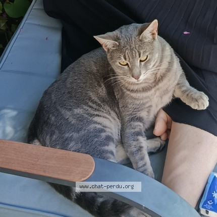 Photo de chat perdu à Marseille