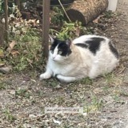 Photo 1/1 krema Chat perdu à Chenereilles