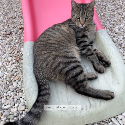 Photo de chat perdu à Valenciennes
