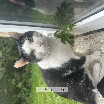 Photo 1/1 Chat trouvé Trouvé à Villiers Sur Marne
