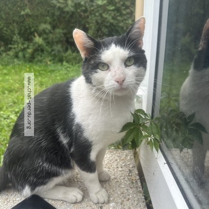 Photo 1/1 Chat trouvé Trouvé à Villiers Sur Marne