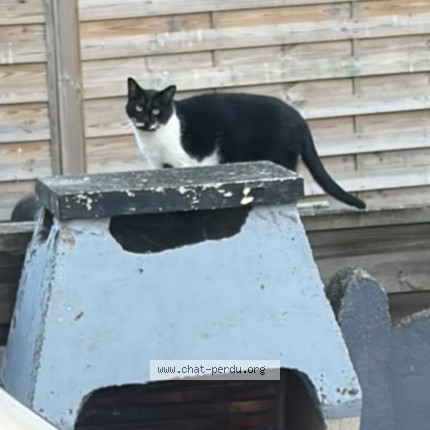 Photo 2/2 kitty Chat perdu à Mons En Baroeul