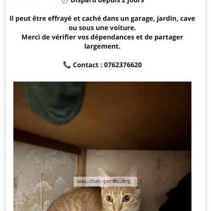 Photo 1/1 Aiko Chat perdu à Savigny Sur Orge