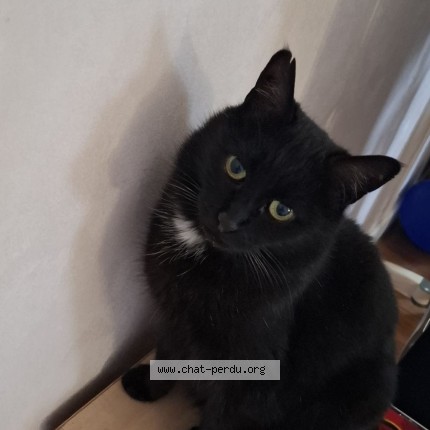 Photo de chat perdu à Villefagnan