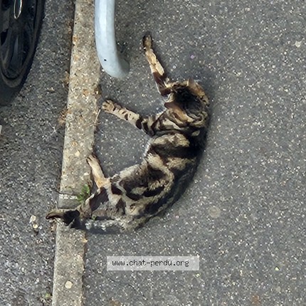 Photo 1/1 Chat trouvé Trouvé à Champigny Sur Marne