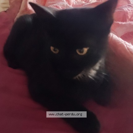 Photo de chat trouvé à Limoges