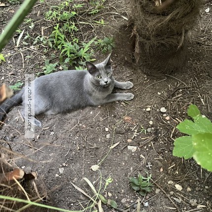 Photo de chat trouvé à Toulouse