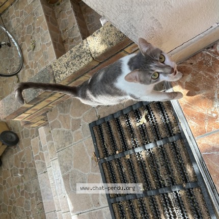 Photo 1/1 Chat trouvé Trouvé à Vitry Sur Seine