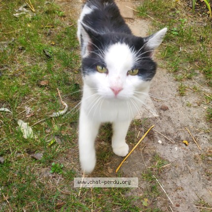 Photo 1/1 Chat trouvé Trouvé à Behoust