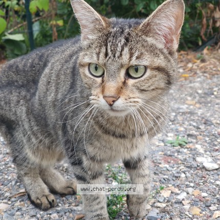 Photo de chat trouvé à Eaubonne