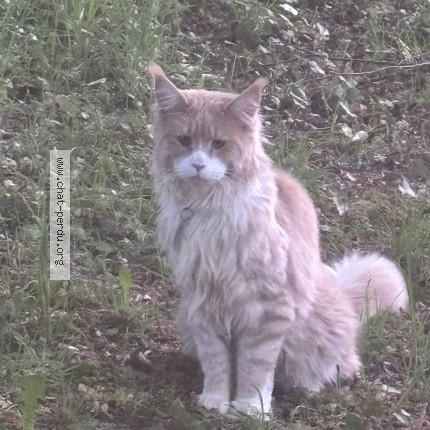 Photo 1/1 Chat retrouvé Perdu à Saint Yrieix La Perche