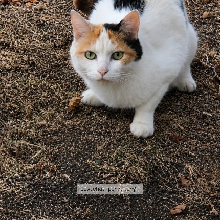 Photo 1/1 Chat trouvé Trouvé à Chateauroux